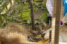 珍珠鸟二胎生6个！新手养鸟成长的样子图片