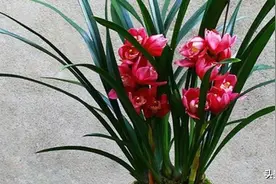 此款兰花花大色艳，香味浓郁真迷人，开花一串接一串，值得拥有图片