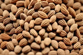 每日一味香料：豆蔻图片