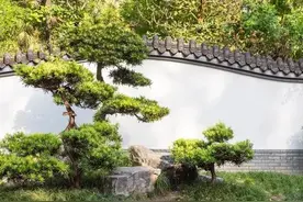 茶文化，培养孩子良好气质，益于孩子身❤健康和亲子和谐图片