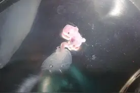 科学突破！不需要精子与卵子，全球首个人造胚胎诞生！图片