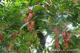 药材名称：五味子图片