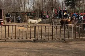 潘多拉动物王国的感受图片