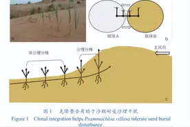长期生态学研究为沙地生态恢复和适应性管理提供理论与技术支撑图片