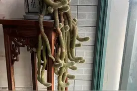 90后小伙一盆多肉植物养了十多年，越长越怪，家人见了都害怕图片