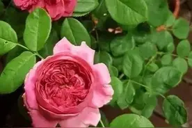梅吉克夫人（Lady of Megginch）图片