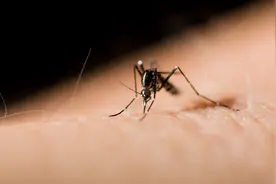 研发生物武器，俄军高官：美国可用无人机释放“毒蚊”叮咬图片