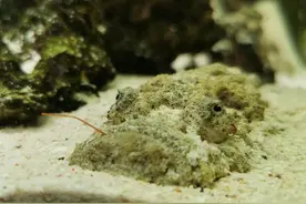 上海封控中，一只螃蟹顽强地活着图片