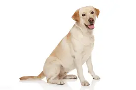 犬细小病毒病如何治疗图片