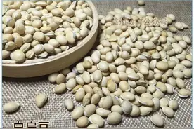 每天学习一味中药——白扁豆图片