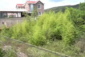 575全纪录改造3600平旧院之花园篇图片