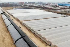 保姆式解决大棚建设、种植、销售，在山东做新型农民so easy！图片