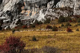 看！山中精灵岩羊亮相扎尕那大景区图片
