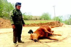 老农割草喂牛，草里掺杂夹竹桃，一夜间死11头牛，20多万没了图片