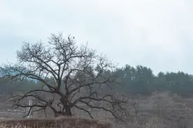 秦岭深山发现一个几近无人的村落：门口挂满了柿饼，村民热情好客图片