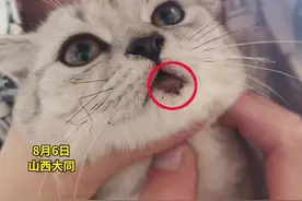 好奇害死猫！山西一猫咪玩电线嘴烧红了图片