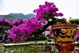 三角梅爬满围墙，花开灿烂时，就变成一道花墙，引得路人围观瞩目图片