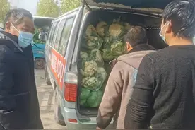 定向蔬菜采购：河南省事管局多举措并举，解农户“燃眉之急”图片