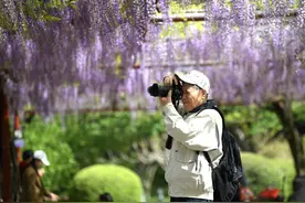 春有约，花不误！嘉定紫藤园“紫色瀑布”盛花期就在本周末图片