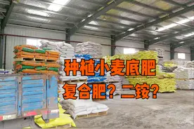小麦底肥用复合肥还是用二铵？哪种产量高？看看数据对比就知道图片
