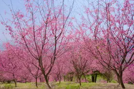 南屿春已至，赏花正当时图片