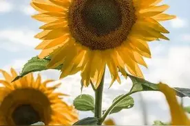 恋爱时一定要问清楚下面4个问题，然后再确定是否将爱情进行到底图片