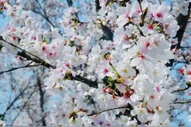 @所有人，扬州这些公园喊你们去“赏花”图片