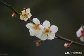 人的可悲之处，就是往往到死都不知道自己是个什么东西图片