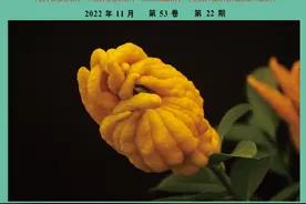 中药及其活性成分防脱生发的研究进展图片