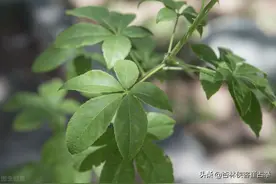 简单的一味——刺五加，仅仅一味药，补脾、补肺、补肾、补心图片