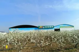 河南宝丰：虎狼爬岭梨花开 赏花踏青正当时图片