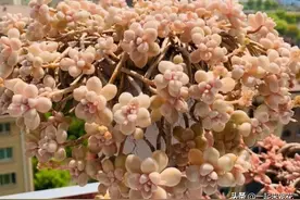 新手养丸叶姬秋丽，教你几个小技巧，新芽新叶从盆里“流出来”图片
