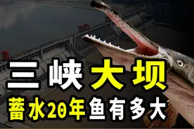 三峡大坝蓄水近20年，堪称鱼类天堂，如今水库里的鱼能有多大？图片