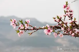 三月太匆匆图片