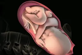 顺产“生娃”如何进行？一组3D模拟图带你看懂全过程，母爱真伟大图片