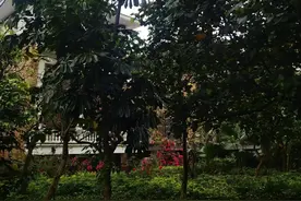 浴血罗霄图片