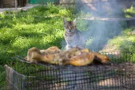 越南十大奇葩美食第二期，这越南黑暗料理到底有多恐怖？图片
