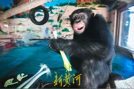 在山东连动物都爱吃大葱？济南一动物园黑猩猩每天吃一棵大葱三四瓣蒜，园方回应图片
