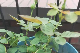 月季花扦插成活的关键几点，收藏学起来吧图片