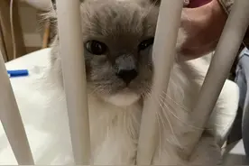猫膀胱结晶膀胱炎治疗过程和费用图片