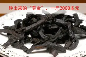 被种在地下的“黄金”，一斤能卖2000多元！生长四年才能收获一次图片