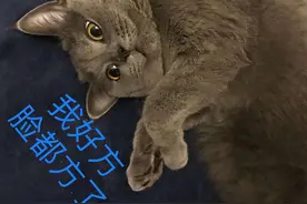 为何蓝猫价格如此“低迷”？原来问题出在这图片