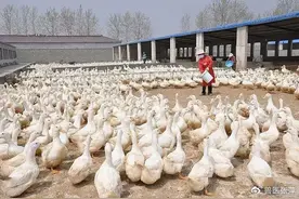 禽医张萍聊蛋鸭输卵管炎的症状图片