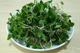 建议大家多吃雷公根，成本不到10块钱，可以清热解毒，止咳润肺图片