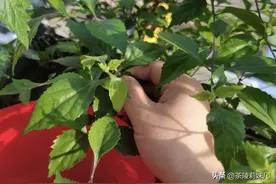 农村这种树叶，千万别扔掉！叶子能做观音豆腐，城里人想吃买不到图片