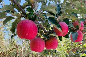 中国哪的苹果最好吃？这5个产地很受欢迎！果中佳品，有你家乡吗图片