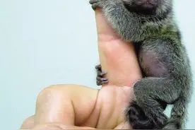 地球上最小的猴子，能趴在人的手指上卖萌，却几乎每胎都是双胞胎图片