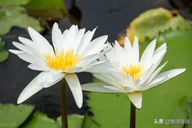 这四首写白莲的诗，读起来馨香四溢，难怪白居易特别喜欢白莲花图片