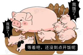 “猪奶”是什么味道？为什么没人喝？其实，它的营养比牛奶还要高图片