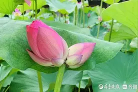 济南又现并蒂莲，出现概率为十万分之一！网友：保护好它图片